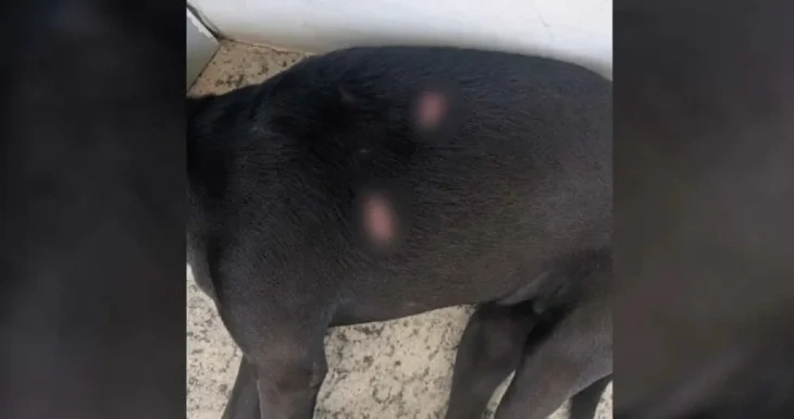Cadela mascote da Uneal é ferida a golpes de faca em União dos Palmares