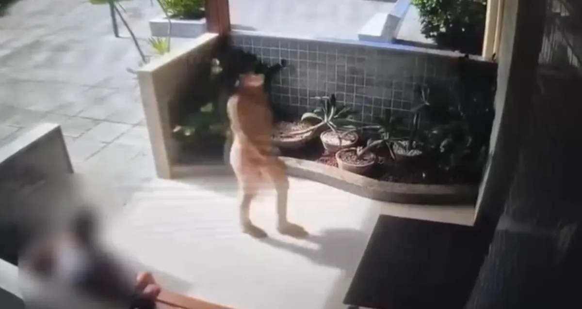 Mulher invade apartamento de idosa cadeirante e furta R$ 13 mil em condomínio de Maceió