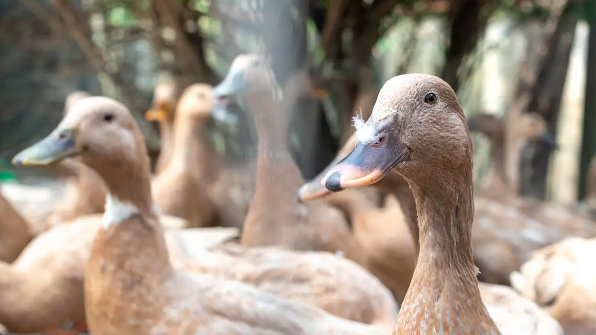Brasil proíbe foie gras e outros alimentos produzidos com alimentação forçada de animais
