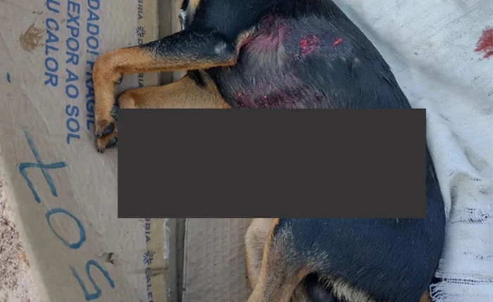 Pitbull solto mata pinscher que passeava com criança em Arapiraca