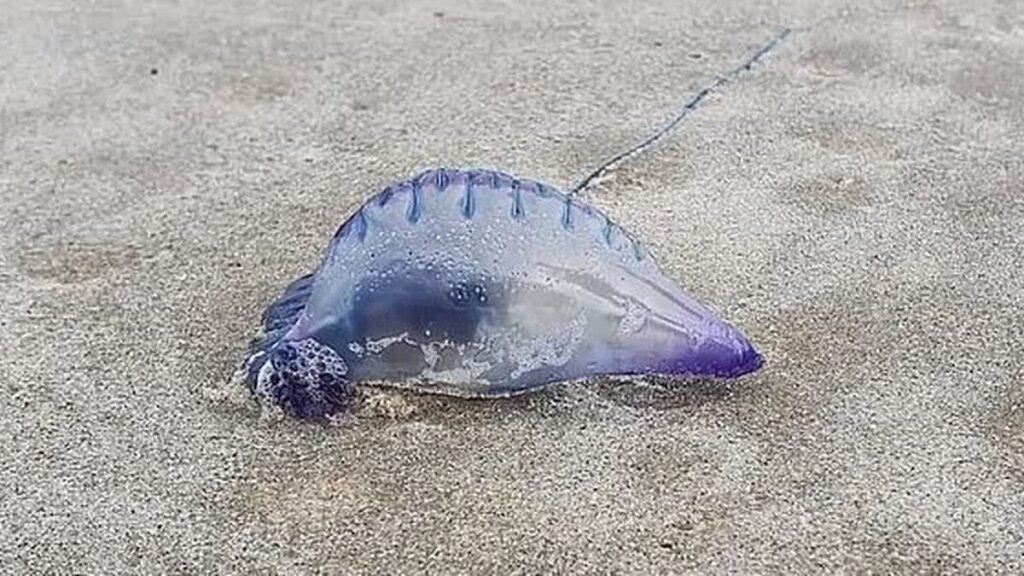 Ataque no mar: jovem sofre queimaduras no rosto após contato com caravelas na Praia do Francês