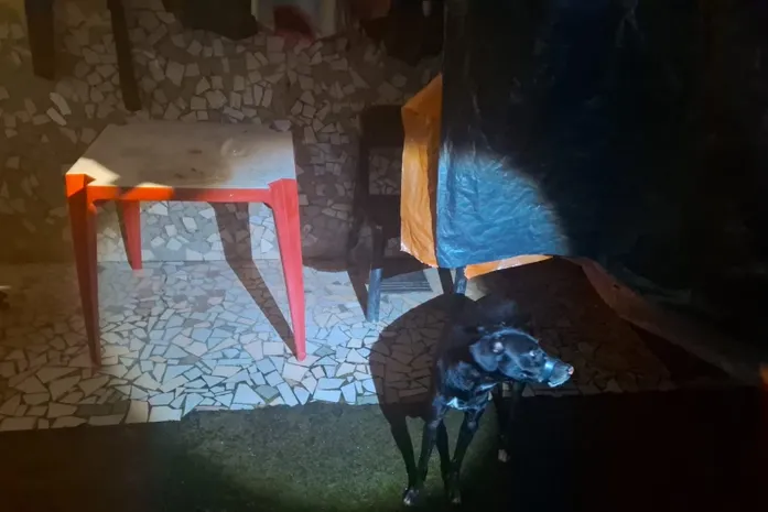 Polícia Militar prende suspeito de vedar boca de cachorro com fita isolante em Maceió